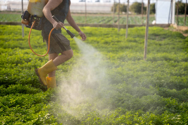 Best Pest Removal Services  in Whitehouse, TX