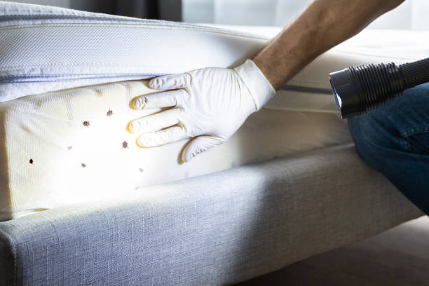 Best Affordable Pest Control Services  in Whitehouse, TX